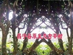 昌寧單株原生態(tài)古樹茶散茶多少一公斤?圖3