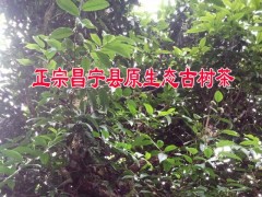 昌寧烤青茶@昌寧古樹茶曬青茶@農(nóng)戶昌寧古樹散茶價(jià)格(包郵)圖2