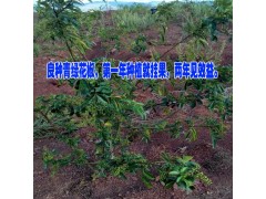 青花椒年種植就掛果的苗/兩年見效益圖2