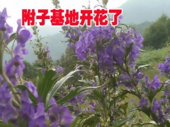 2019產(chǎn)地附子中藥材供應(yīng)銷售信息@麗江附子中藥材基地價(jià)格圖2