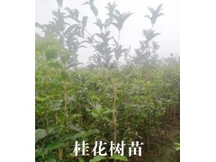 桂花苗圃/桂花種植基地價(jià)格#桂花樹(shù)苗批發(fā)市場(chǎng)報(bào)價(jià)圖2