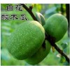 云南白花酸木瓜供應銷售信息|優(yōu)質云南白花酸木瓜基地直銷