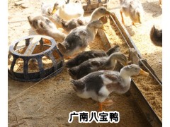 八寶鴨多少錢一只*今日八寶鴨批發(fā)價格*生態(tài)養(yǎng)殖八寶鴨行情圖1