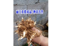 重樓種苗多少一株&七葉一枝花種苗銷售信息%麗江重樓產(chǎn)地批發(fā)圖3