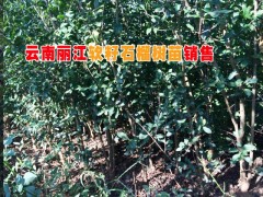 各種規(guī)格軟籽石榴樹苗價(jià)格|軟籽石榴基地|軟籽石榴樹苗批發(fā)|圖2