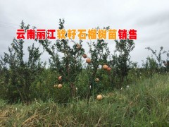 各種規(guī)格軟籽石榴樹苗價(jià)格|軟籽石榴基地|軟籽石榴樹苗批發(fā)|圖3