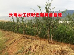 石榴樹苗供應-量大實惠|出售石榴樹苗|常年供應石榴樹苗|圖2