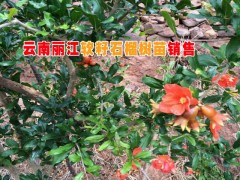 石榴樹苗供應-量大實惠|出售石榴樹苗|常年供應石榴樹苗|圖3