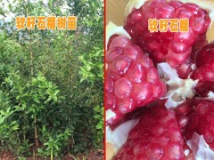 云南軟籽石榴小苗基地&  云南石榴樹(shù)苗*  軟籽石榴樹(shù)苗圖2