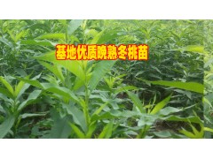 冬桃苗哪里的好/賓川!冬桃苗銷售供應(yīng)信息&冬桃苗批發(fā)采購圖2