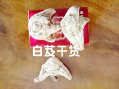 云南優(yōu)質(zhì)紫花三叉大白芨種苗&紫花三叉大白芨圖片圖1