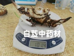 云南優(yōu)質(zhì)紫花三叉大白芨種苗&紫花三叉大白芨圖片圖2