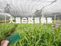 云南優(yōu)質(zhì)紫花三叉大白芨種苗&紫花三叉大白芨圖片圖3