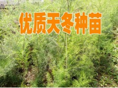 買天冬種子免費種植技術(shù)指導&新云南天冬中藥材銷售信息圖3