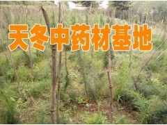 云南三百棒(天冬)銷售*天冬種植戶出售天門冬種子圖2