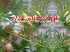 黃草烏銷售%云南黃草烏種子價(jià)格*低價(jià)黃草烏批發(fā)市場(chǎng)報(bào)價(jià)圖3