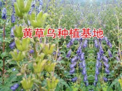 獨(dú)定子種植戶種子|黃草烏|楚雄黃草烏種植戶|黃草烏種子價(jià)格|圖3