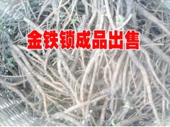 云南獨(dú)定子麗江種植戶銷售@50畝金鐵鎖種植基地圖1