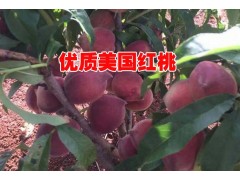 毛桃苗#云南毛桃苗苗圃基地#毛桃苗批發(fā)圖3