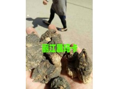 麗江2016.10新附子/產(chǎn)地瑪咖出售&優(yōu)質(zhì)(附子/瑪咖)圖2