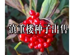 2016年滇重樓種子價(jià)格|滇重樓|滇重樓種苗|滇重樓價(jià)格|圖2