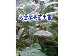 |云南草果新價(jià)格今天云南草果苗|云南砂仁一斤多少價(jià)格|草果苗栽種條件|圖2