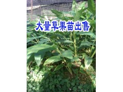 云南草果苗批發(fā)價(jià)格*云南草果苗基地信息*云南草果苗基地有售圖2