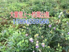 黃草烏價(jià)格@黃草烏圖片@云南黃草烏#云南黃草烏價(jià)格圖2