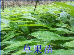 草果苗&玉溪草果苗供應(yīng)信息&新草果苗種植基地信息15911269099圖2