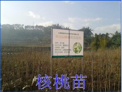 云南優(yōu)質(zhì)核桃小苗培育基地*2017玉溪元江美國山核桃樹苗價(jià)格圖1