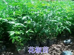 花椒苗批_花椒苗種植_花椒苗價(jià)格政_玉溪花椒苗批發(fā)供應(yīng)圖2