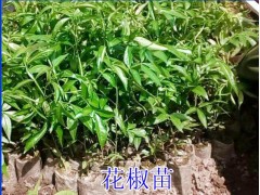 花椒苗哪里有賣_花椒苗小樹苗各規(guī)格批發(fā)_花椒苗新批發(fā)價格圖3