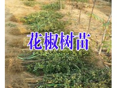 云南紅花椒苗@求購(gòu)無(wú)刺花椒苗%昭通花椒苗批發(fā)*如何培育花椒苗圖2