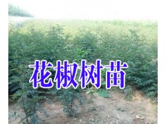 云南紅花椒苗@求購(gòu)無(wú)刺花椒苗%昭通花椒苗批發(fā)*如何培育花椒苗圖3