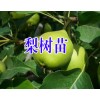 云南梨樹苗批發(fā)%梨樹苗品種*梨樹苗價(jià)格*梨樹苗怎么樣?