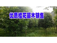 新【八月桂】金桂和銀桂云南行情&廣西桂花苗木2萬(wàn)@薄利多銷(xiāo)桂樹(shù)苗木基地圖2