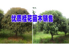 廣西大的桂花苗圃金桂和銀桂打包保本就賣13888204078圖3