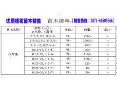 桂花苗&430余畝桂花苗木2萬株&0871-64155848圖3