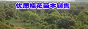 桂林苗圃整體出售介紹