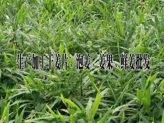 版納生姜*云南姜果行情%今日干姜片市場(chǎng)報(bào)價(jià)@云南干姜片多少錢一斤圖2