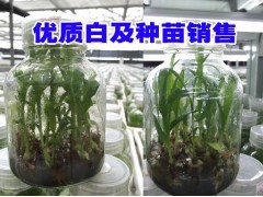 優(yōu)質(zhì)白芨種苗信息_西雙版納培育石斛/金線蓮/黃精/香蕉圖3