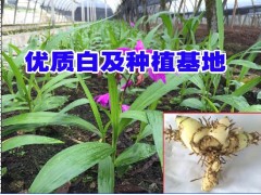 GAP白及種苗資源__今日保山白及鮮貨價格行情_西雙版納白芨圖2