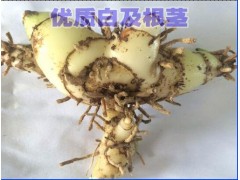 GAP白及種苗資源__今日保山白及鮮貨價格行情_西雙版納白芨圖3