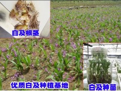 白芨鮮貨種植基地_白芨種苗基地直銷(xiāo)_白芨種植成本計(jì)算_云南白芨種苗銷(xiāo)售公司圖3