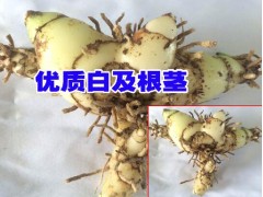 白芨苗基地_玉溪三叉白芨_優(yōu)質白芨苗圖2