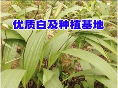 白芨苗基地_玉溪三叉白芨_優(yōu)質白芨苗圖3