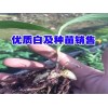 云南白芨鮮貨種苗_版納白芨價(jià)格