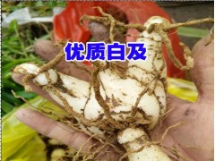 白芨苗基地直銷(xiāo)_黃精、白芨、金鐵鎖，鐵皮石斛等中藥材圖2