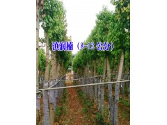 新云南紅葉石楠|滇潤楠|紅葉石楠（5-8公分）|8-12公分滇潤楠木怎么樣？圖2