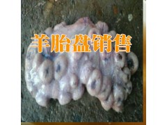 云南昆明羊胎盤哪里能買到?云南新鮮羊胎盤對(duì)外出售廠家圖3